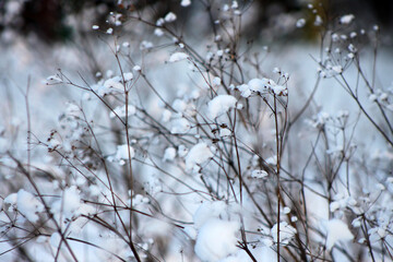 Obraz premium Winter