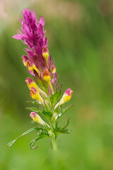 Acker Wachtelweizen, Melampyrum arvense
