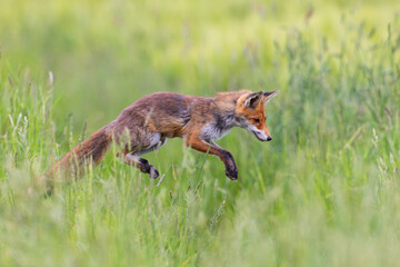 Red fox (Vulpes vulpes) hunting and jumping in meadow, Hesse, Germany