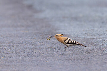 Eurasian Hoopoe (Upupa epops) adult with caterpillar in bill, Hesse, Germany © Martin Grimm