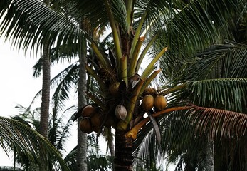 Świeże kokosy rosną na palmie. Palma z kokosami, liście palmowe i czubek drzewa. Woda kokosowa ze świeżego kokosa. © Adam