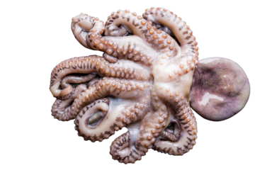 Fresh raw octopus