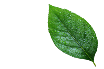 A fresh green leaf adorned with raindrops, showcasing nature's beauty and vitality against a white isolate background.