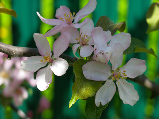 apple tree blooms with delicate pink flowers