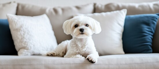 Adorable Maltese Dog Relaxing on a Cozy Beige Sofa