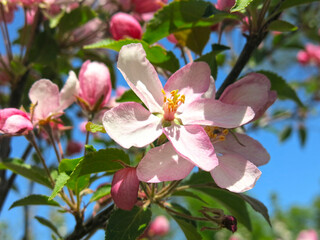 Obraz premium apple tree blooms with delicate pink flowers