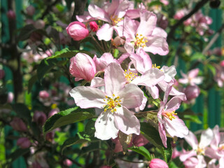 apple tree blooms with delicate pink flowers