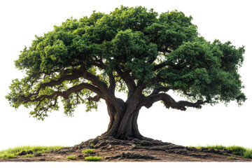Fototapeta premium A majestic tree with a thick trunk and expansive green foliage, set against a white isolated background, showcasing its natural beauty.
