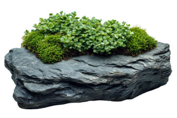 A natural arrangement of lush greenery and moss on a textured rock, showcasing a harmonious blend of earth elements.