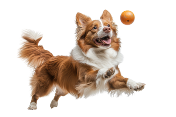 A playful dog leaps into the air, joyfully chasing an orange ball against a white isolated background.