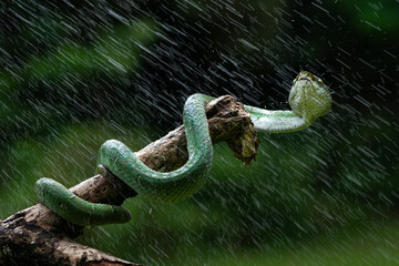 green snake in the forest