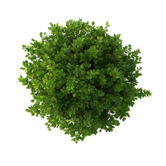 Obraz premium parsley isolated on white