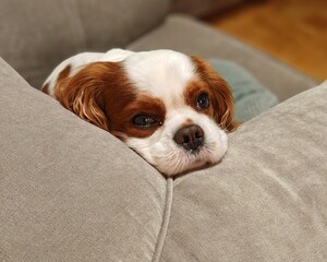cavalier king charles spaniel is sleepy and watching at you from the sofa 