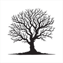 Leafless Tree silhouette on white background
