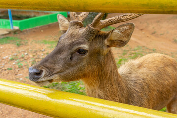 a deer in a cage at the zoo being fed by a visitor. the deer are well cared for and the cage is clean.
