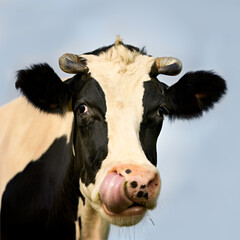 Funny head shot of cow licking nose with tongue