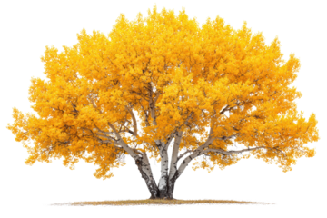 A vibrant yellow tree showcasing autumn's beauty, isolated on a white background, perfect for nature-related projects or designs.