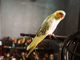 yellow and green parrot
