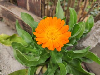 Calendula flower in the garden