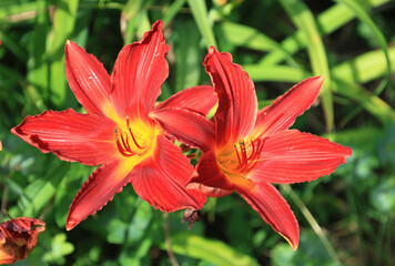 Landscape photo of two bright red lilies illuminated by sunlight on a blurred green background