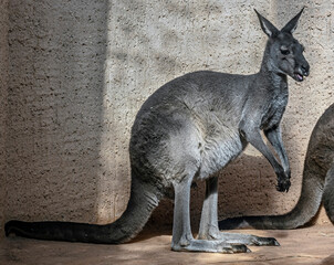 Eastern grey kangaroo or giant kangaroo on the ground. Latin name - Macropus giganteus  © Mikhail Blajenov