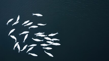 Group of beluga whales swimming in dark ocean waters, aerial view, natural habitat.