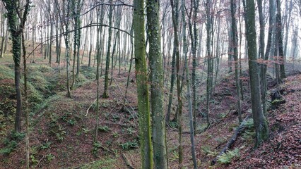 Fototapeta premium Forest