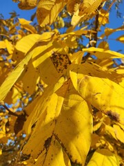 Yellow autumn Walnut leaves in sunlight against blue sky
