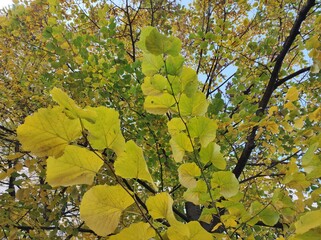 European Linden (Tilia europaea) tree leaves in Autumn