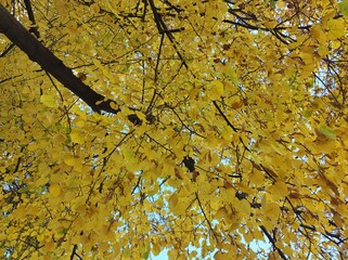 European Linden (Tilia europaea) golden tree leaves in Autumn