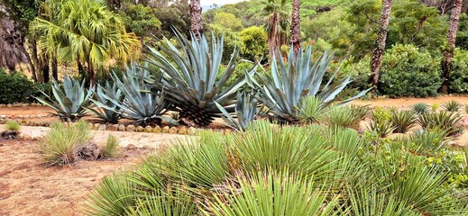Six big green aloes and other trees and bushes in the Pinya de Rosa Tropical Botanical Garden in autumn, October 3, 2024. Nice sunny day in Girona.