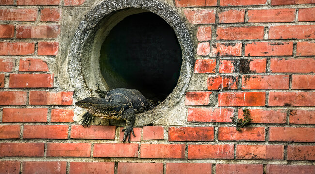 Varanus salvator Warane in Thailand emerges from a canal in bangkok 
