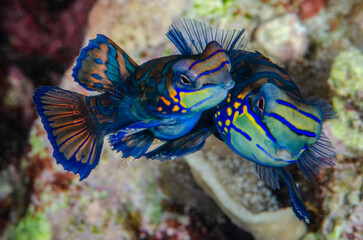 pesce mandarino