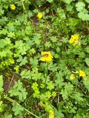 A bee on the leaves