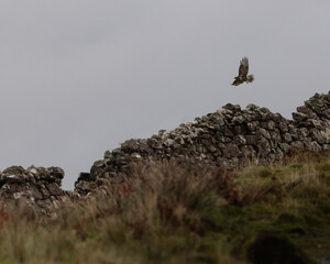 Adler an Steinmauer