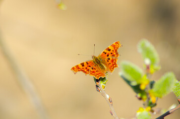 A butterfly perched on a branch, showcasing its vibrant orange and brown wings with black spots....