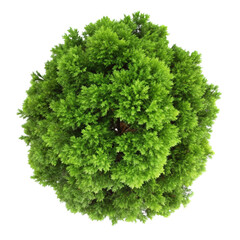 Obraz premium top view of a lush green tree isolated on transparent background