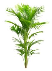 Fototapeta premium palm tree isolated on white, fresh tropical greenery plant with fresh leaves, white transparent background, cutout png
