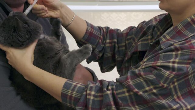Owner are giving liquid medicine to adorable cat by syring. Man holds an adult gray cat in his arms woman pours probiotic for cats into the cats mouth with syringe.
