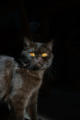 Chocolate Scottish british Fold cat with orange eyes stands sadly on dark background..