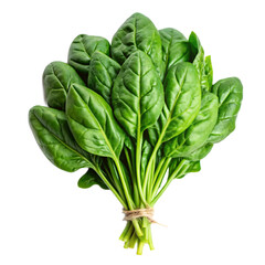Spinach png isolated on white background