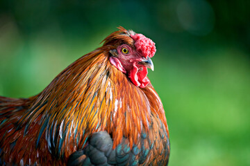 Close up head shot of rooster isolated on bokeh background