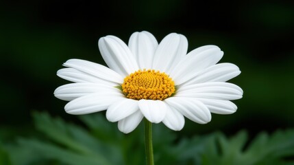 Fototapeta premium Close-up View of a Single White Daisy Flower with Bright Yellow Center Against a Dark Green Background, Capturing the Beauty of Nature in Full Bloom and Vivid Detail