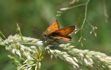 Papillon Hesp&eacute;rie du dactyle, Essex Skipper (Thymelicus lineola) pos&eacute; sur une gramin&eacute;e.