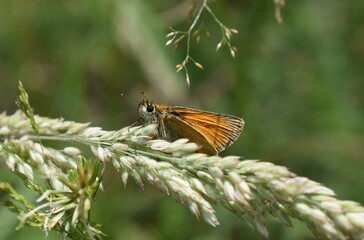 Papillon Hespérie du dactyle, Essex Skipper (Thymelicus lineola) posé sur une graminée.