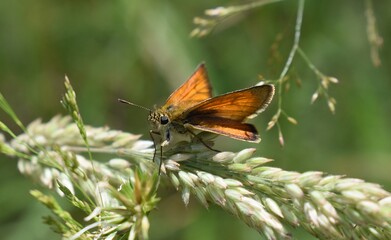 Papillon Hespérie du dactyle, Essex Skipper (Thymelicus lineola) posé sur une graminée.