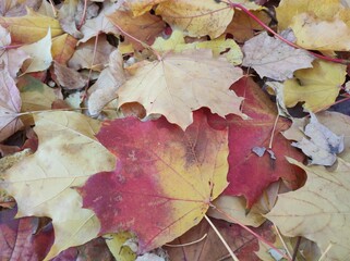 Red and yellow Autumn Maple leaves on the ground