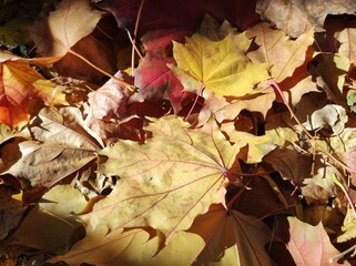 Red and yellow Autumn Maple leaves in sunlight and shadows