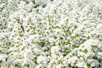 Fototapeta premium white flowers in the garden