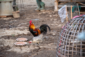 rooster in the farm thailand
